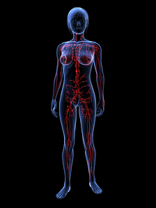 Femal lymphatic system