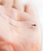 Mosquito Bites 12 Natural Prevention Tips and Soothing Remedies