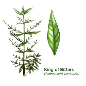 Andrographis paniculata King of Bitters