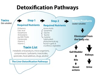 Detoxification_Pathways.png