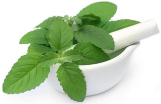 holy basil for adrenal fatigue