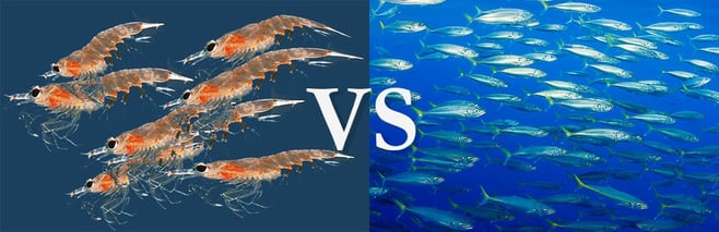 The Great Debate: Is Krill Oil Better Than Omega-3 Fish Oil