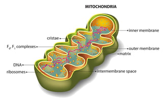 Mitocondria.jpg