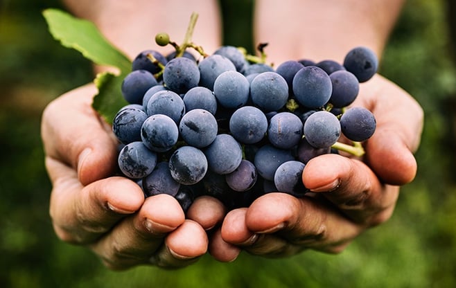 What Are The Health Benefits Of Resveratrol