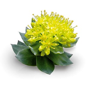 How Rhodiola rosea helps reduce stress & anxiety