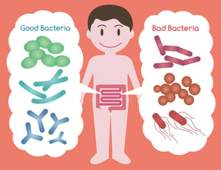 gut bacteria-1.jpg
