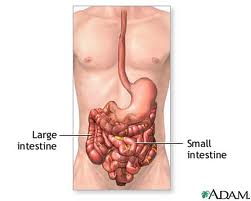 Small intestine and Insomnia