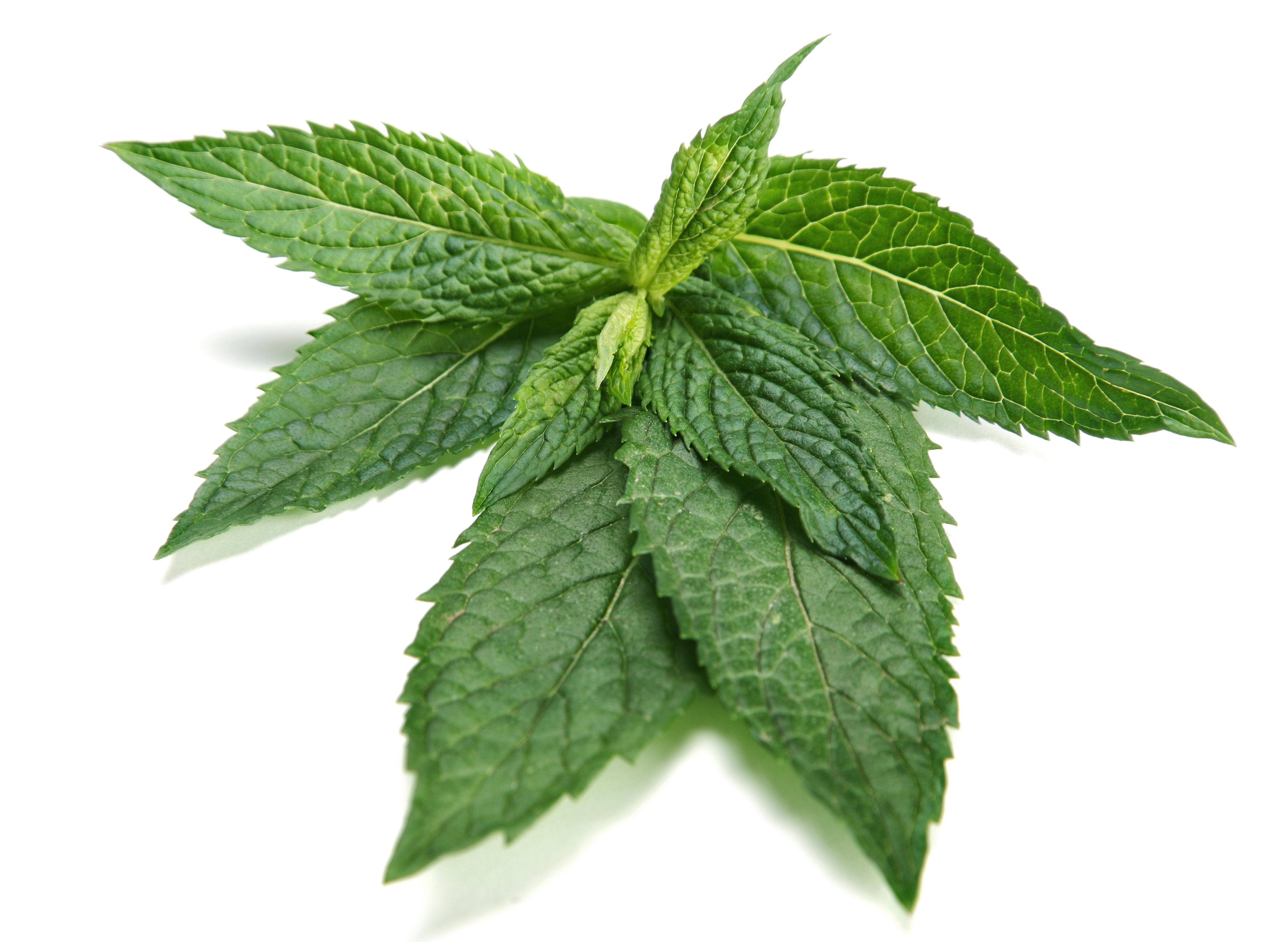 A Beginner's Guide To Peppermint